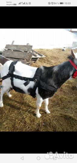 Упряжь для козла