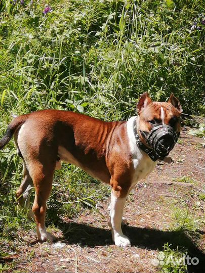 Кобель амстаф для вязки