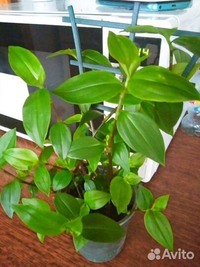 Традесканция разных цветов