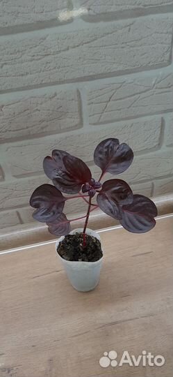 Ирезине хербста