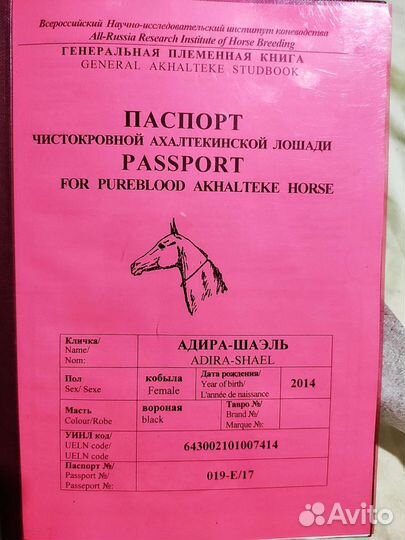 4 Ахалтекинские лошади. Адира -Шаэль и дочки