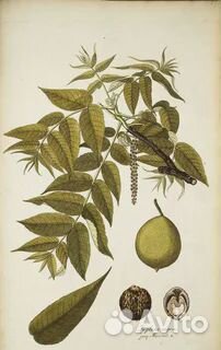 3 летнее дерево - Черный орех