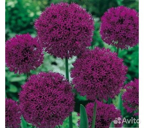 Декоративный лук: аллиум. Клубника. Земляника