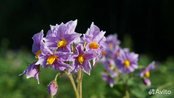 Семенной картофель. Категории Супер Элита, Элита