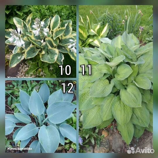 Многолетние цветы. Хосты, примулы, ирисы и т.д