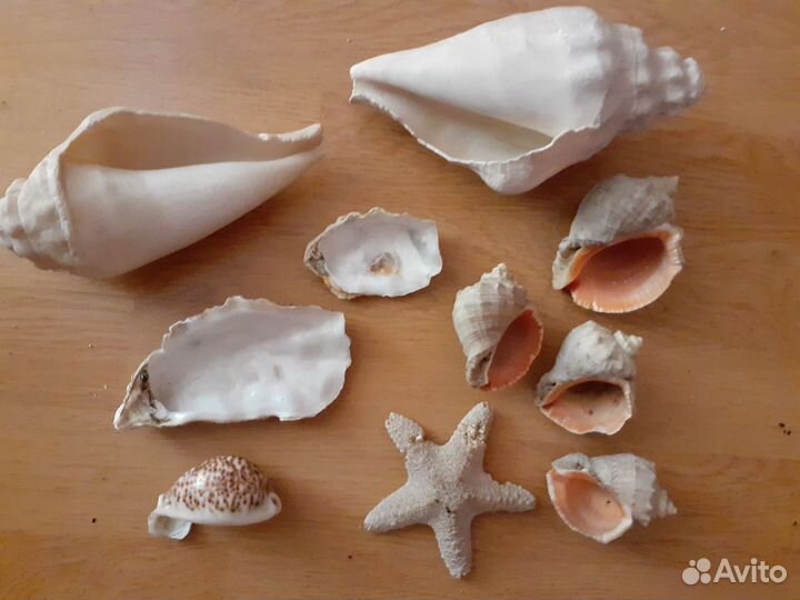 Морские раковины 20-22см, ракушки, морская звезда