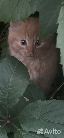 Котята рыжики