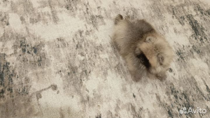 Померанский шпиц