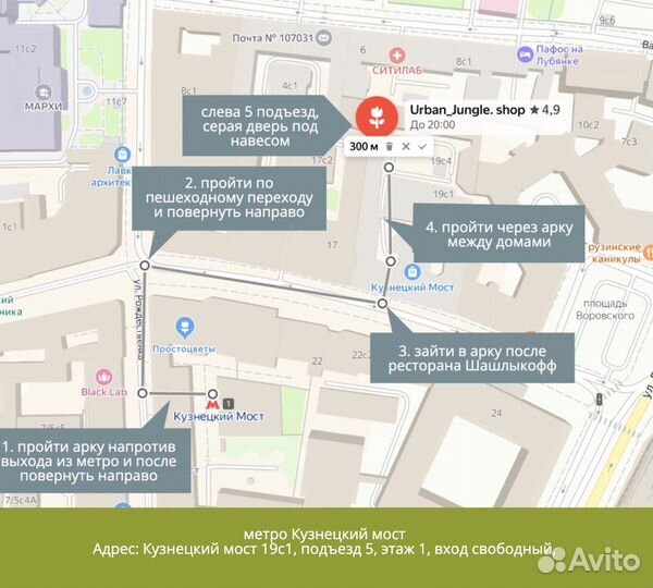 Нефролепис Дассада