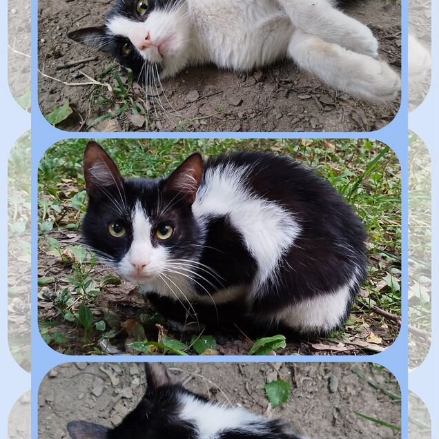 Котёнок в добрые руки
