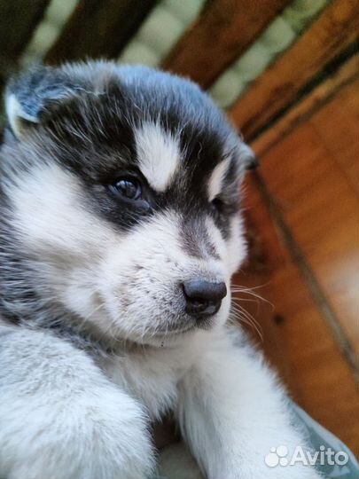 Аляскинский маламут щенки