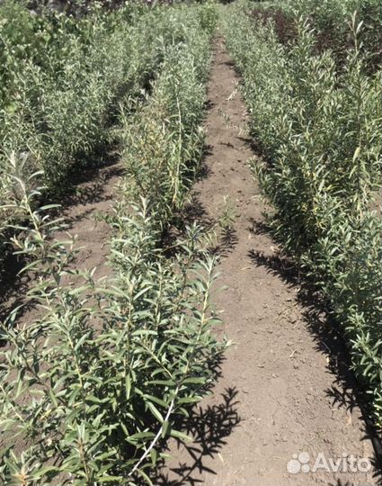 Облепиха саженцы