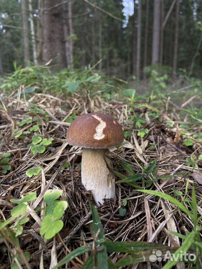 Грибы Белый в наличии