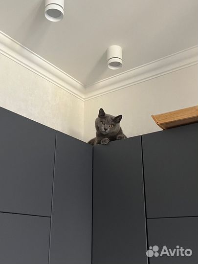 Британский кот в добрые руки