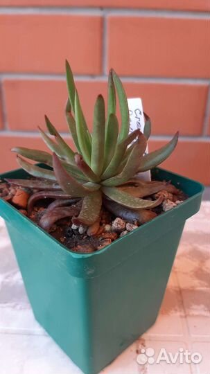 Эхеверии. крассулы