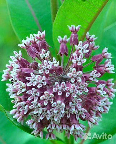 Ваточник сирийский