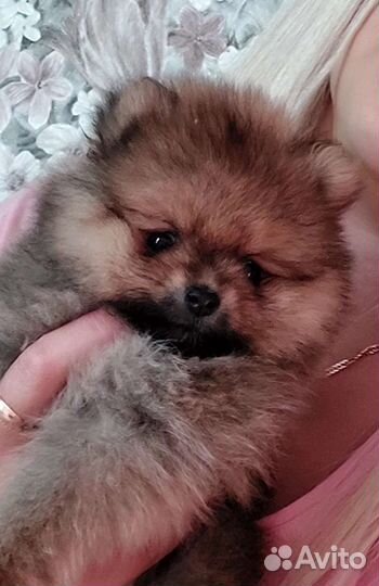 Щенки шпица