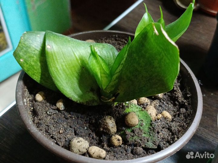 Сансевиерия