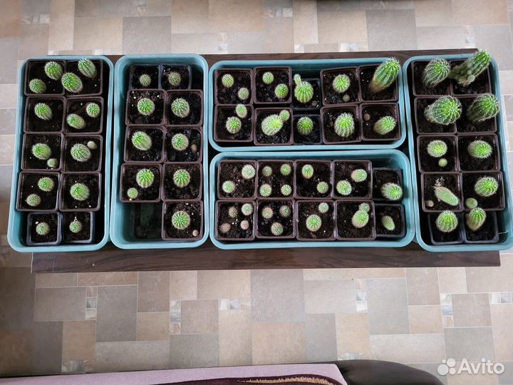 Комнатные растения