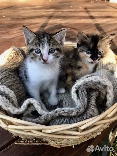 Котята в добрые руки