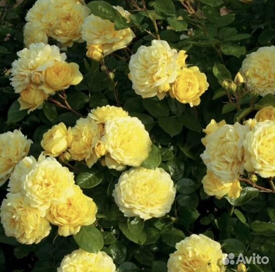 Саженцы роз