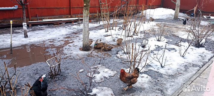 Утки подсадные для охоты