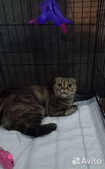 Кошка в дар бесплатно