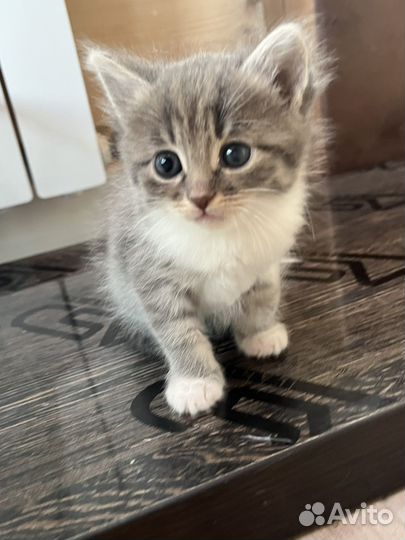 Котенок в добрые руки