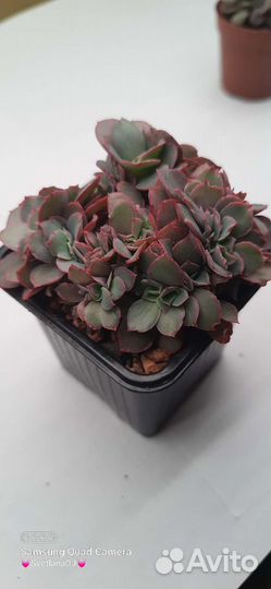 Суккуленты