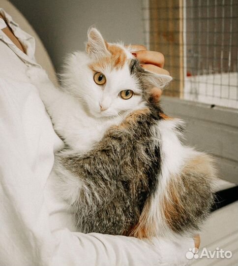 Красивая кошечка Агата в добрые руки