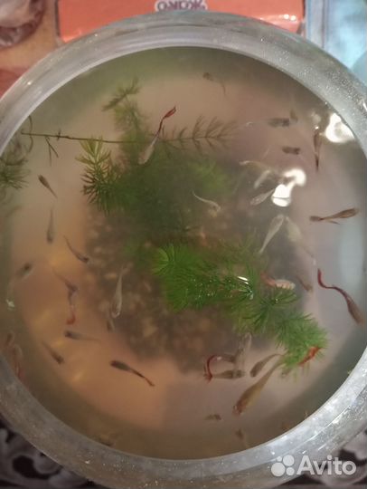 Рыбки гуппи