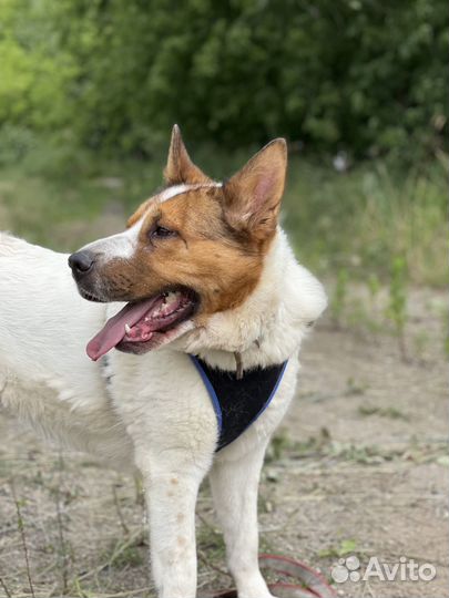 Прелестная собака из приюта