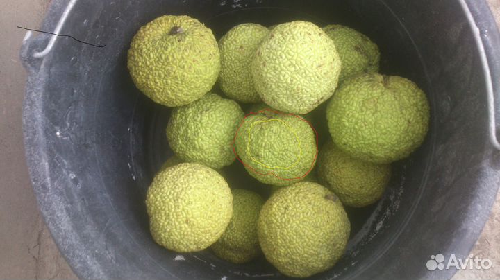 Маклюра Адамово яблоко плоды саженцев 99 кг