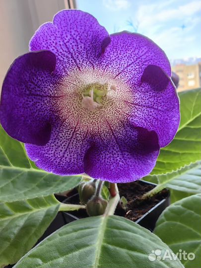 Глоксиния цветущая