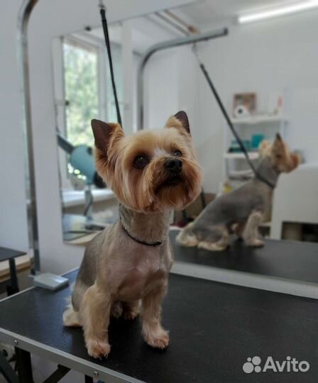 Стрижка собак и кошек