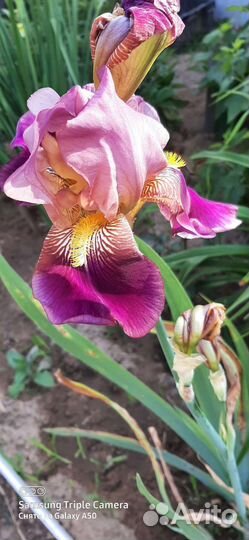 Ирисы бородатые