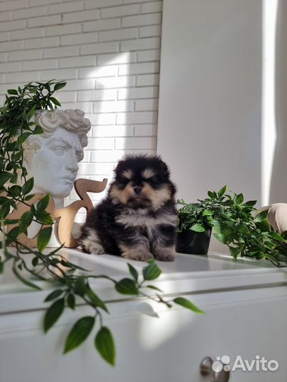 Померанский шпиц супер мини