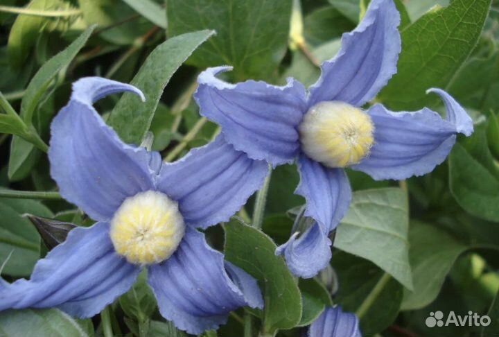 Клематис Цельнолистный «Integrifolia» Лиана