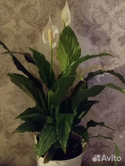 Комнатные цветы