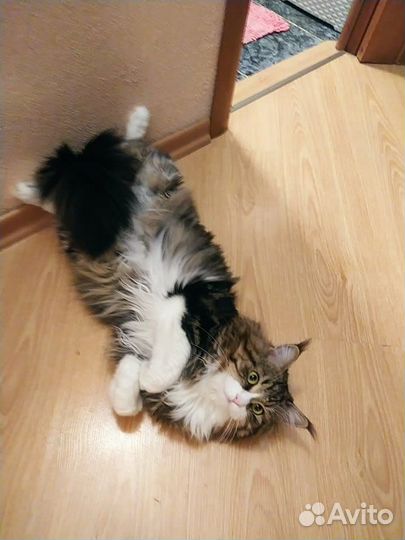Кот на вязку