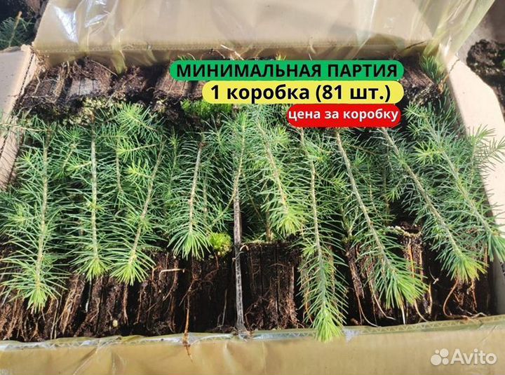 Саженцы ели зкс в розницу