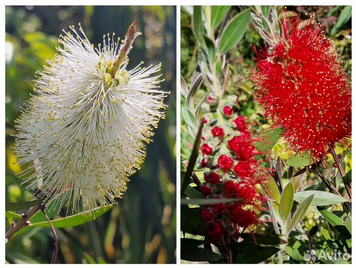 Каллистемон белый и красный взрослый