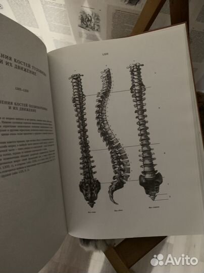 Книга анатомия для художников