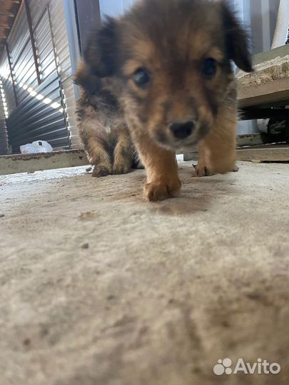 Отдам щенят