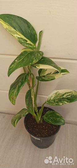 Монстера (филодендрон) Кобра желтая