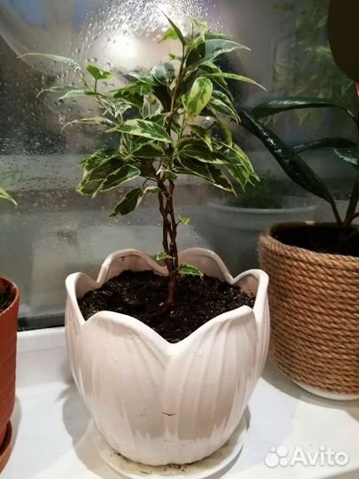 Фикус 3 веточки в горшочке