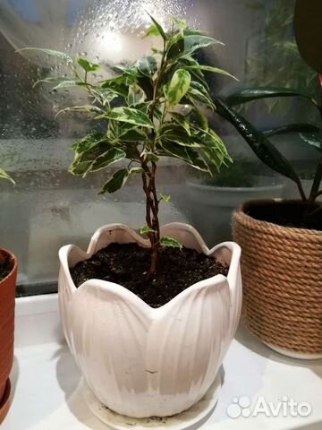 Фикус 3 веточки в горшочке