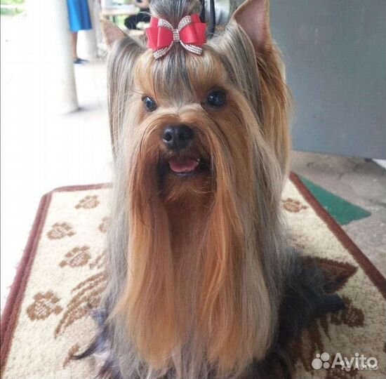 Йоркширский терьер