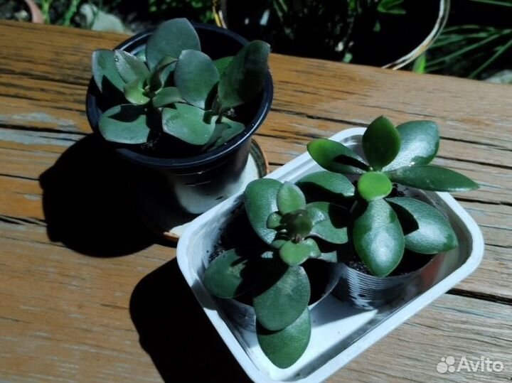 Денежное дерево толстянка крассула