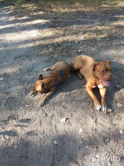 Выгул, передержка собак